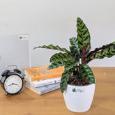 Rattlesnake calatheas with 5.5 inch white decor pot